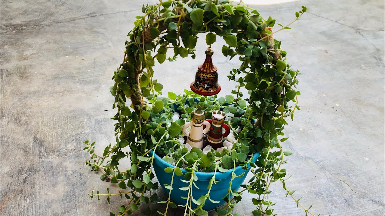 Plant decoration ideas | DIY plant arrangements at home | video with before and after pics
