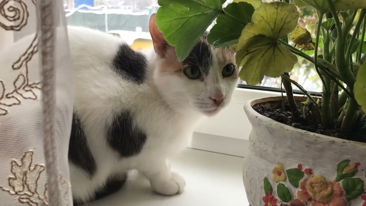  Ранок у селі❄️домашня рутина🐰🐔