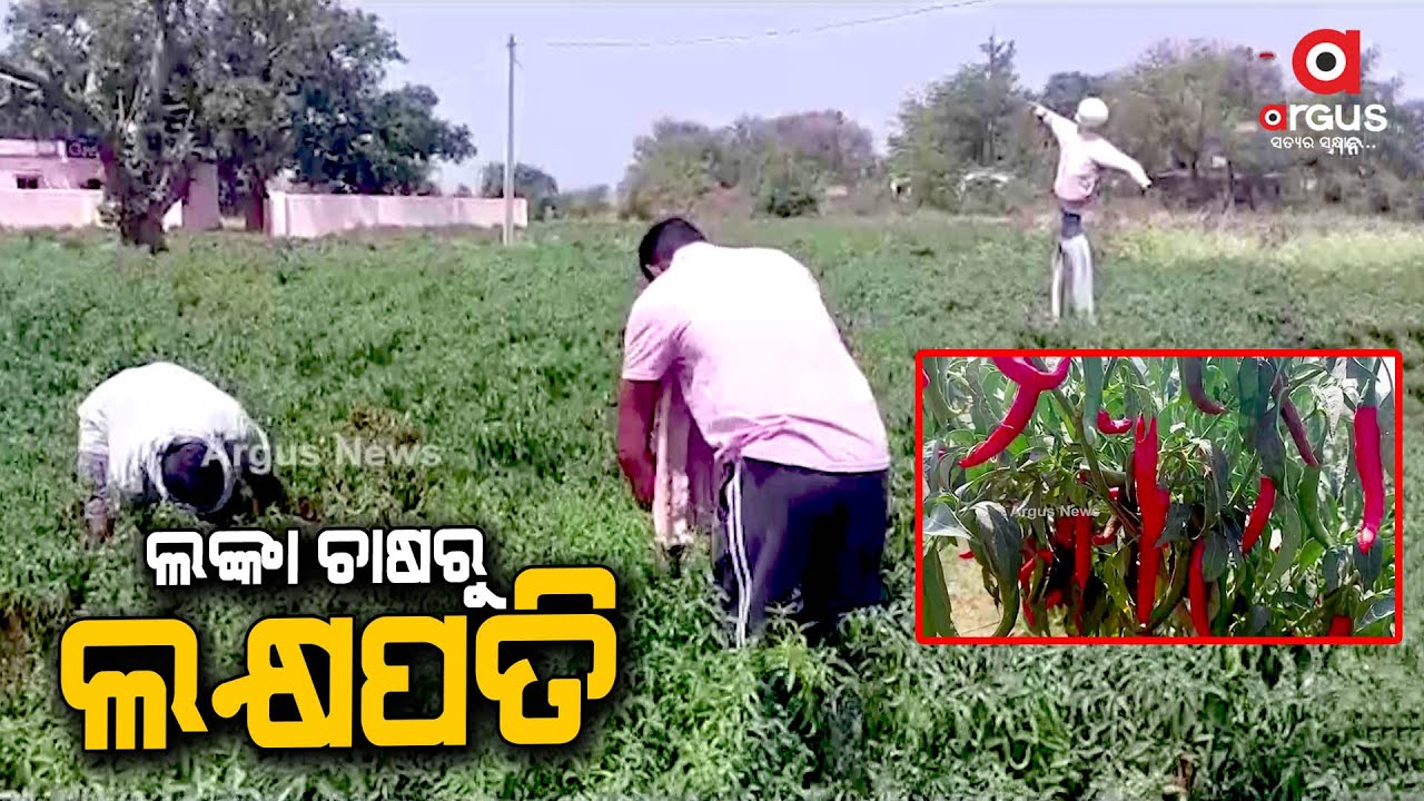 Lakhapati Chili Farmer, Red Chili Cultivation at Bikrampur Village of Raygada District