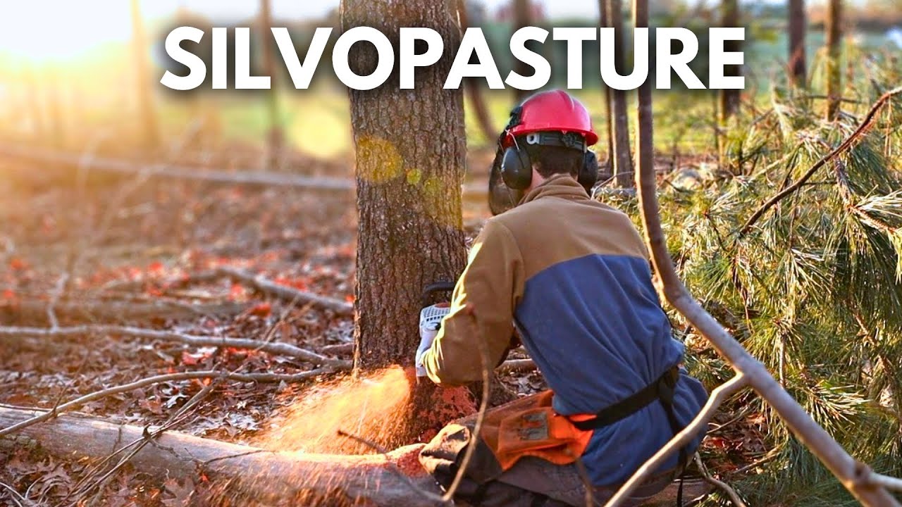 How to Turn Woods into Pasture for Animals | Silvopasture