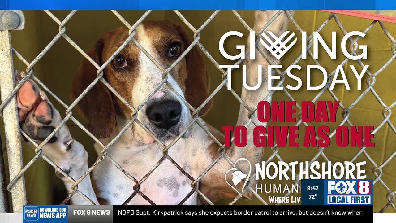 Barksgiving Foster event gives you a chance to adopt a dog