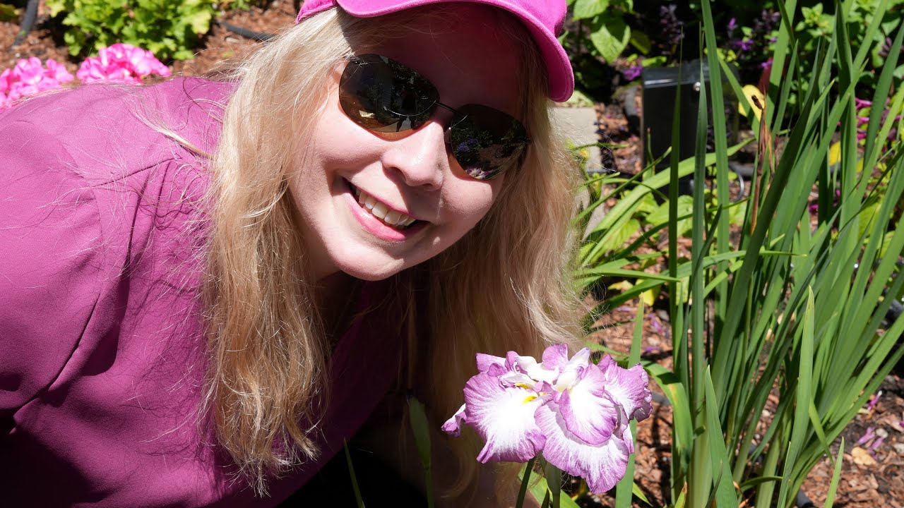 Planting a Lion King Japanese Iris