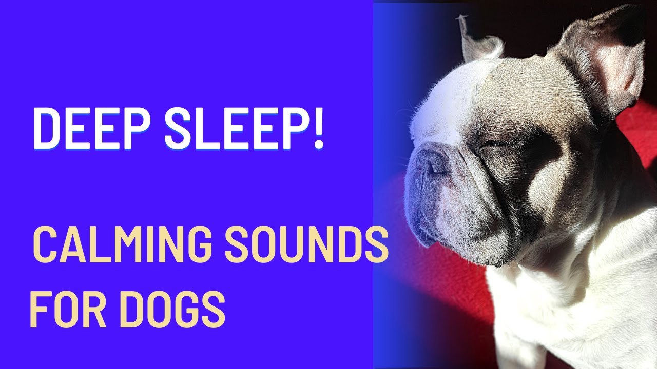 How does your Dog sleep? Sleep deeply - relaxing Sounds for Dogs!