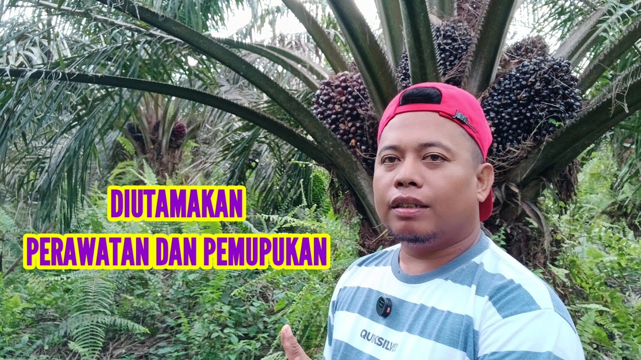 Perawatan Dan pemupukan kelapa sawit Yang sesuwai dengan metode kita