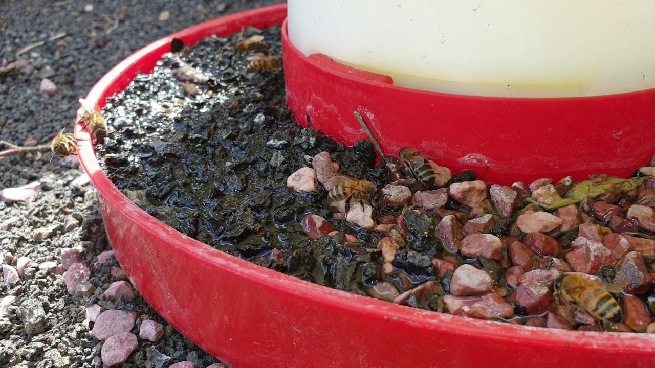 Bebedero f&aacute;cil para abejas.