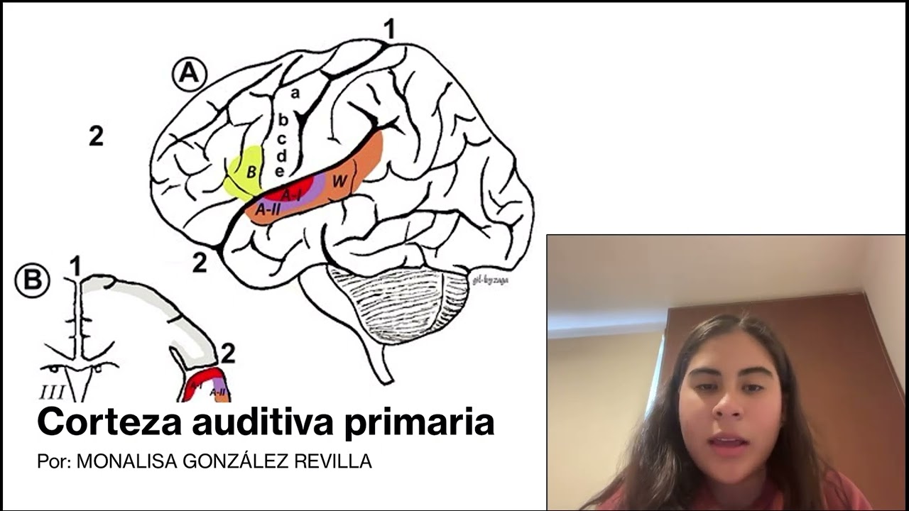 Corteza auditiva primaria