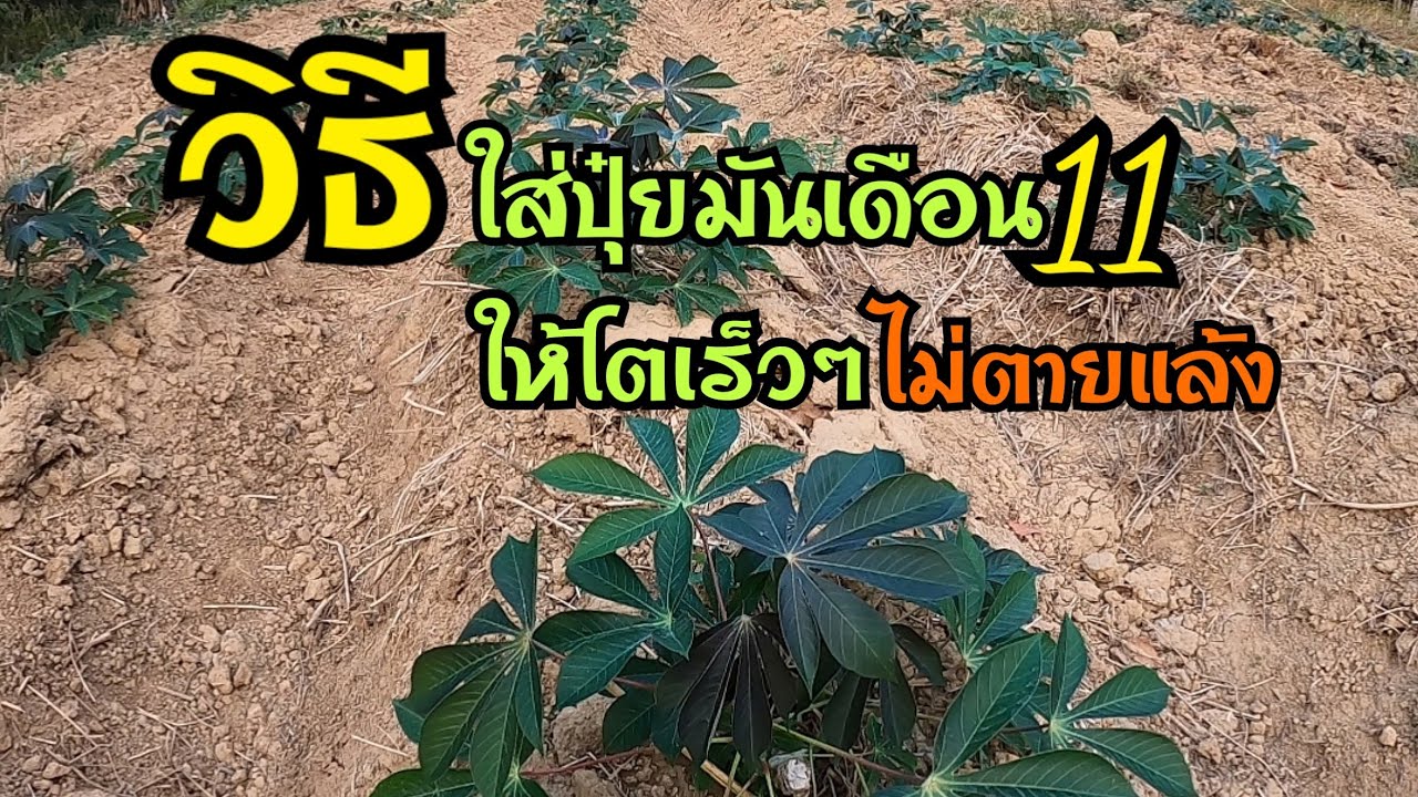 วิธีใส่ปุ๋ยมันสำปะหลังเดือน11หรือมันปลูกปลายฝน ใส่ปุ๋ยสูตรไหนให้โตเร็วๆ