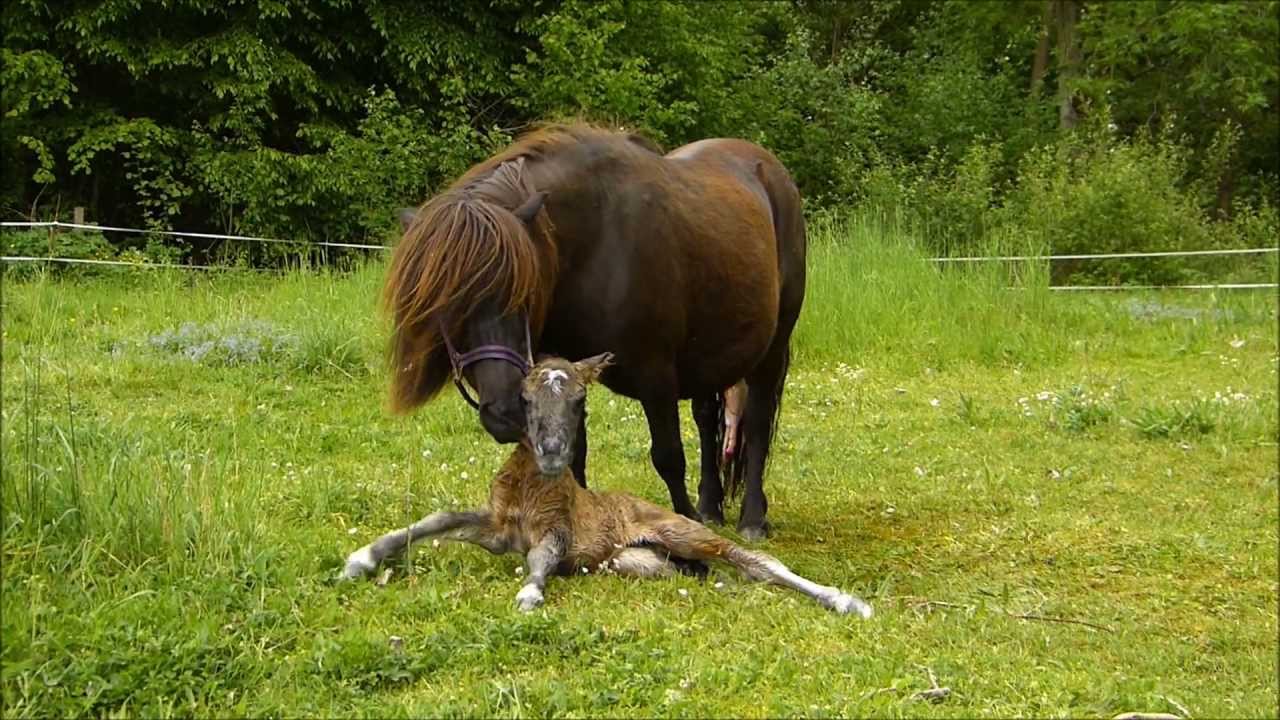Naissance de Dryade du Petit Gué