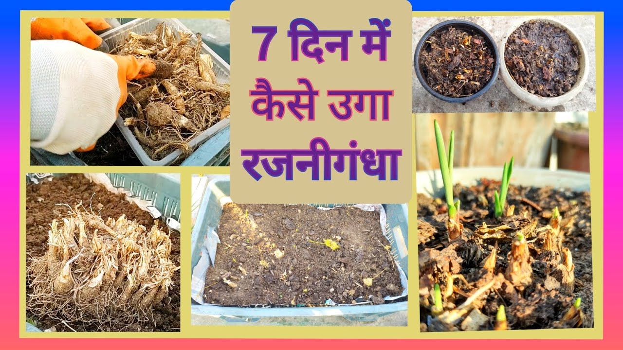 1738:- Tuberose Growth In 7 Days / Rajnigandha 7  Din Me Grow Ho Gaya / क्या रजनीगंधा में ग्रोथ नहीं