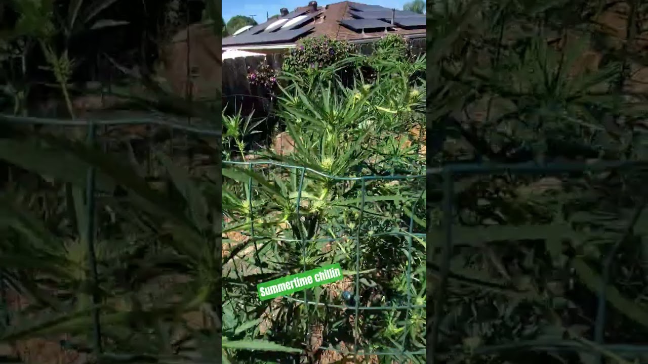 Summertime Chillin. July 27th update. So Cal