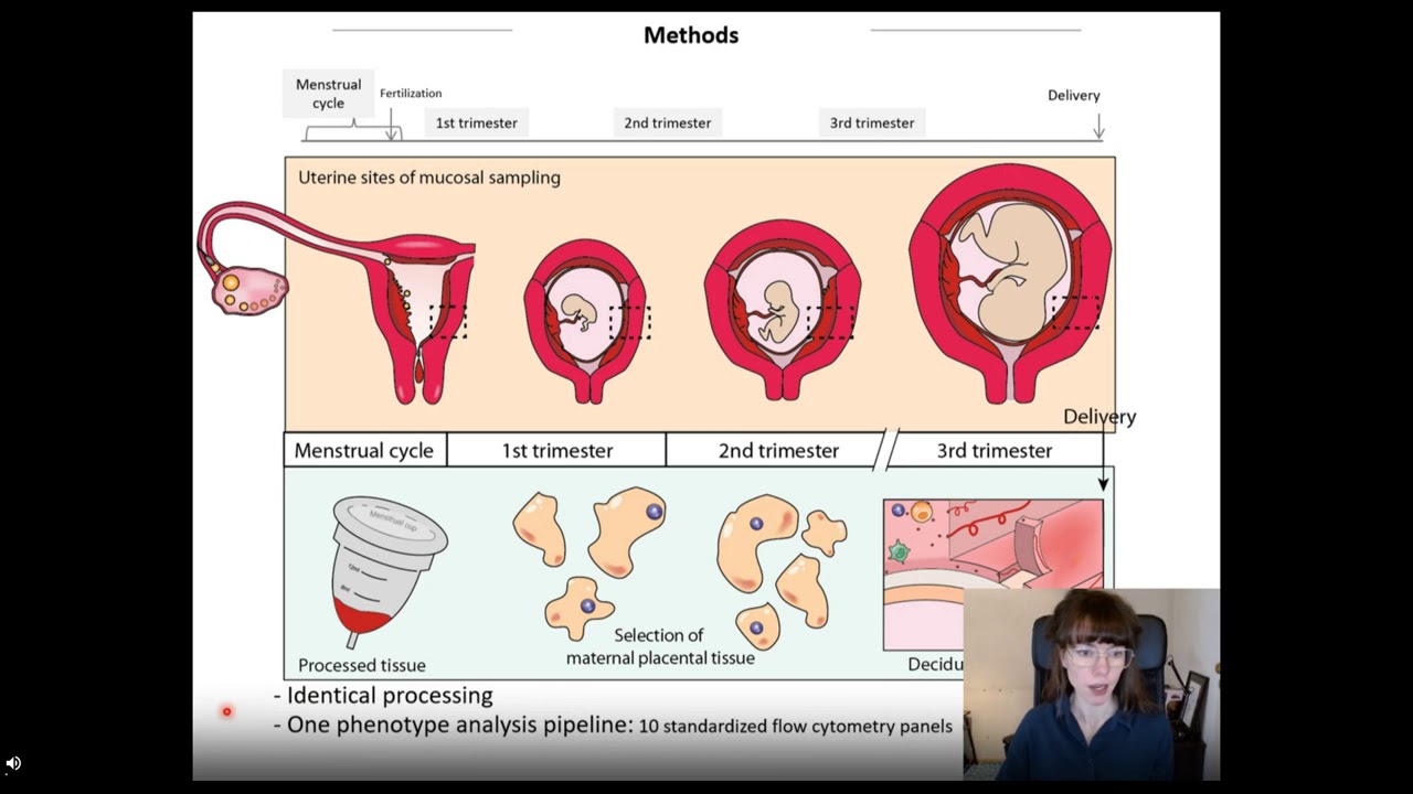 Uterine B cell dynamics during pregnancy   Immune regulation of the placenta 1