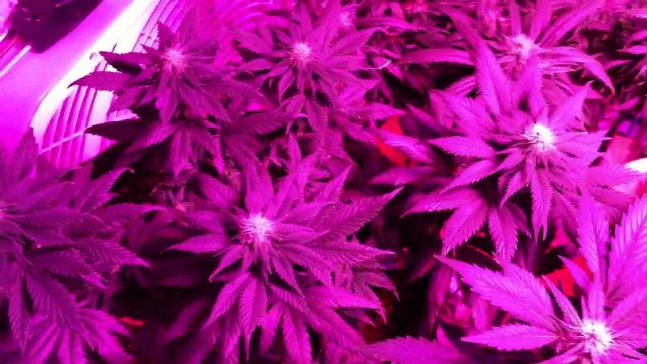 The Pro-Grow 400 LED Grow - The Bloom pt. 2