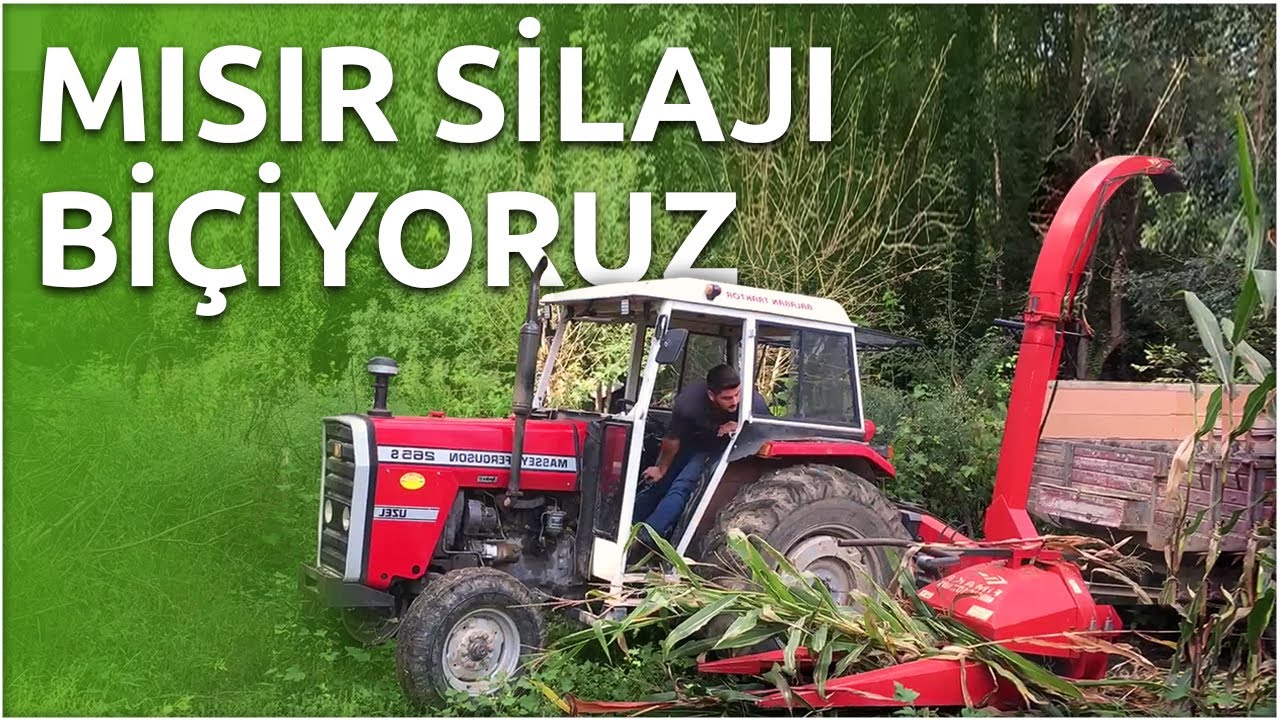 Massey Ferguson 265s ile Mısır Silajı Biçiyoruz! 