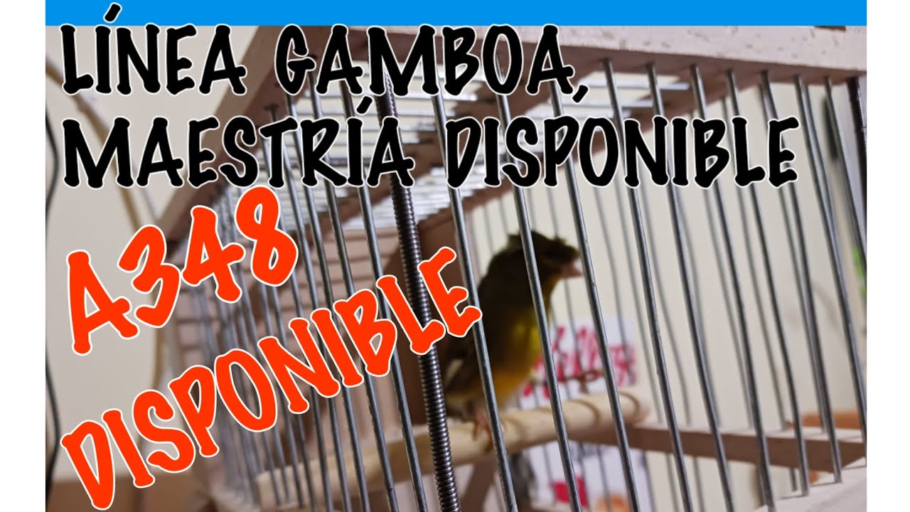 LÍNEA GAMBOA,MAESTRÍA DISPONIBLE 678516031