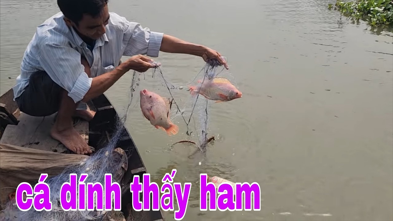 Giăng Lưới Trúng Bầy Cá Bự Vào Bờ Lúc Con Nước Lớn # SĂN BẮT ĐỒNG THÁP #