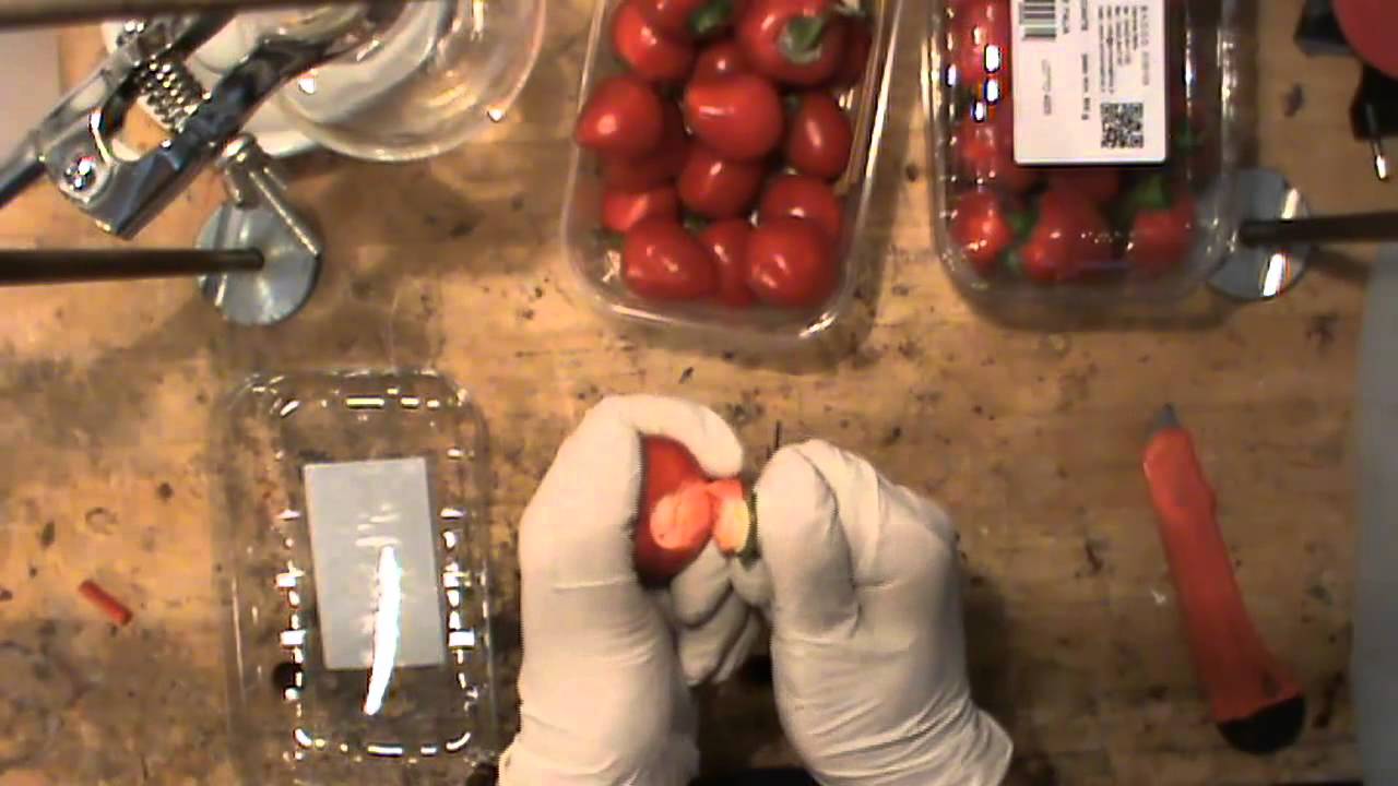 Fai Da Te - Come estrarre la capsaicina dai peperoncini (Video-premio concorso 2\2)