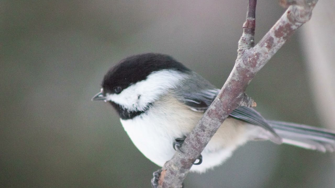 Winter Wonders: The Beauty of Black-Capped Chickadees in Photography