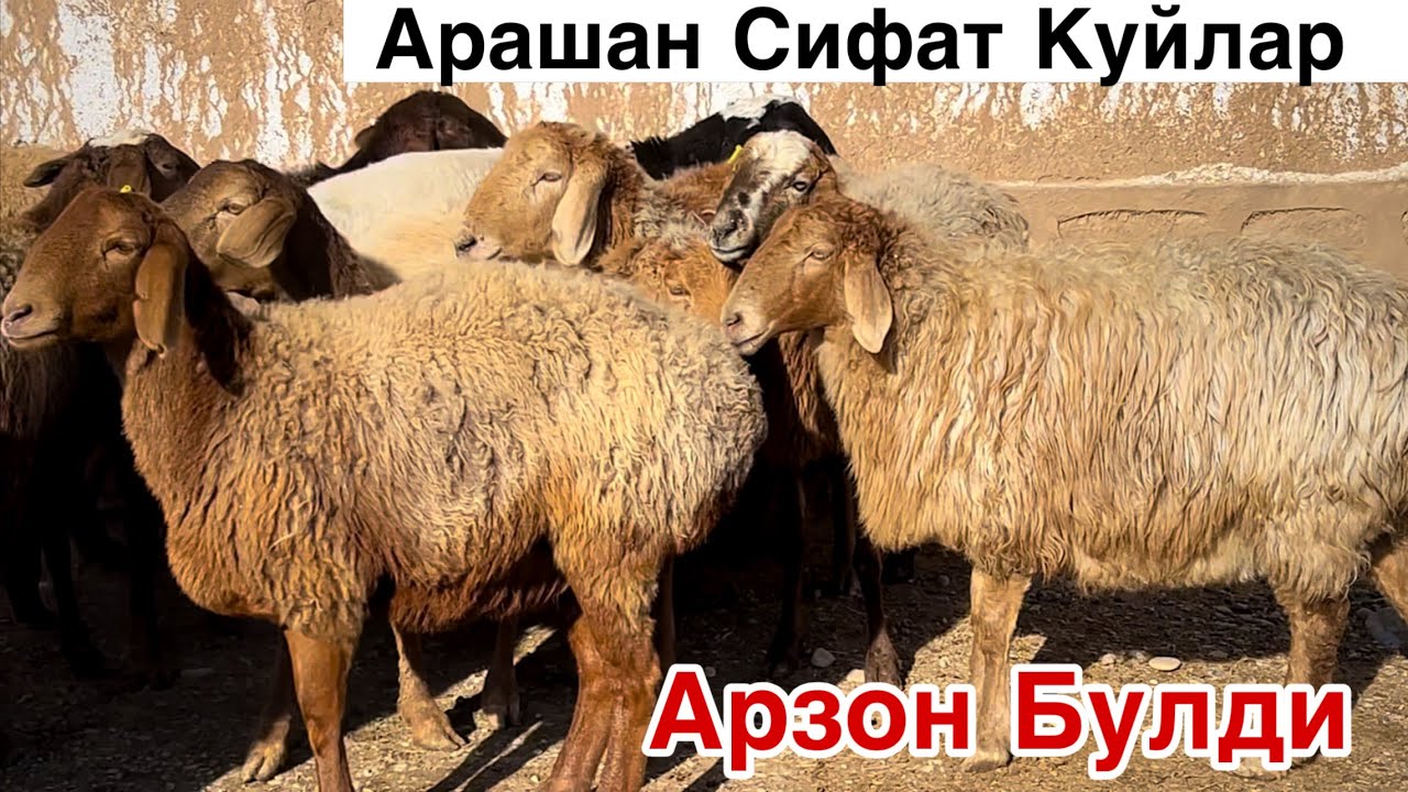 1 февраля Бугунги Нархлар! ☎️+998 88 065 3939