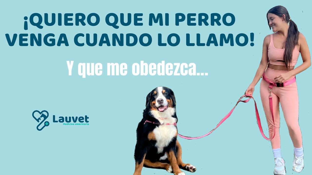 &iquest;C&Oacute;MO HACER QUE MI PERRO VENGA CUANDO LO LLAMO? - Lauvet