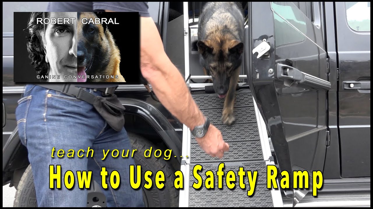 Safety Ramp for Dogs, teach your dog how to use one! - Robert Cabral Dog Training & Safety