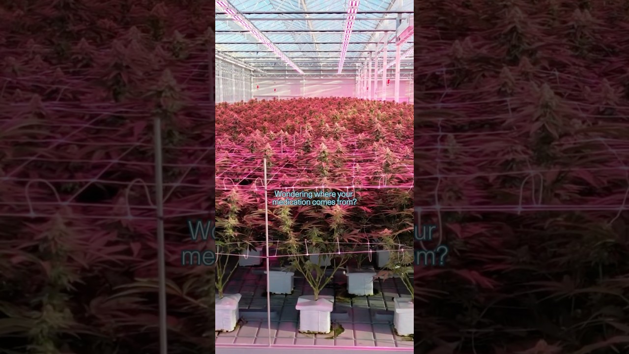 Inside the UK&rsquo;s largest medical cannabis farm.