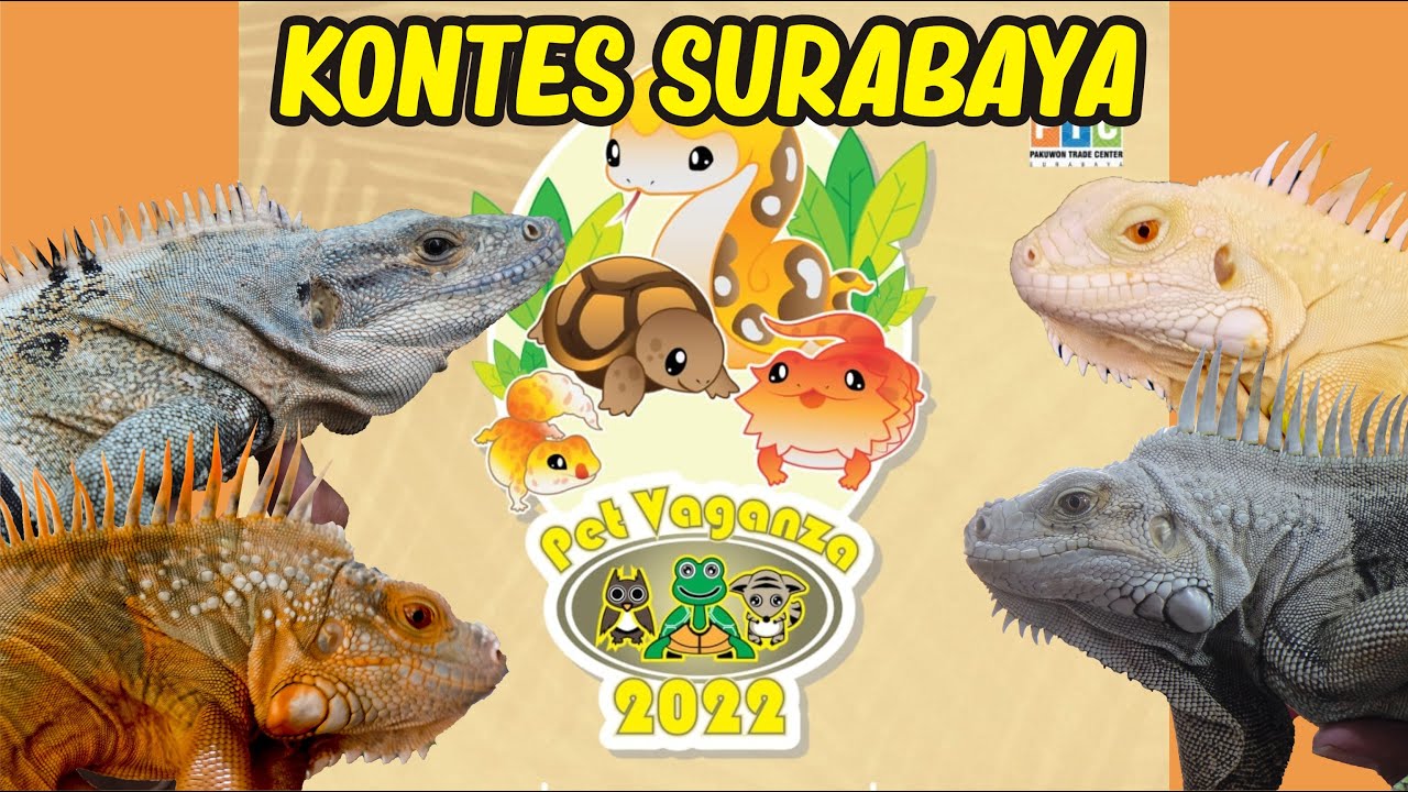 REPTILE KONTES EXPO PET VAGANZA 2022 PTC SURABAYA