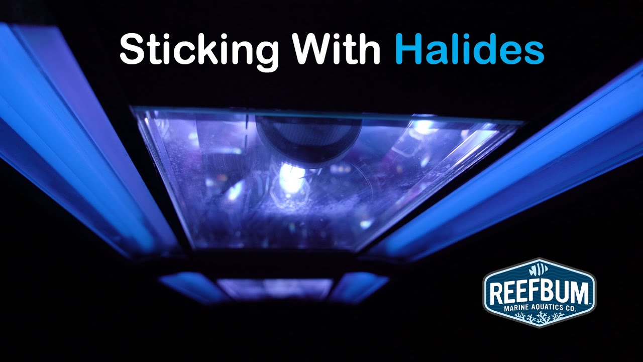 Sticking With Halides