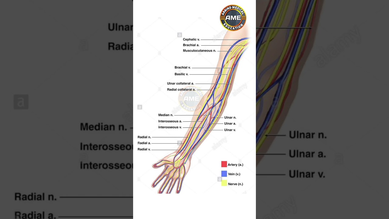 identify of veins artery & nerve