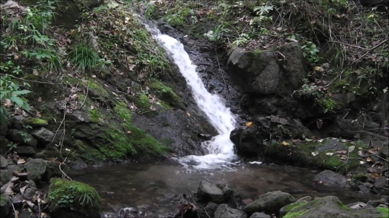小さな沢でイワナのペアリングを見つける・このチョロチョロ沢を遡上するんだ驚き！/ フライフィッシング　北海道　flyfishing