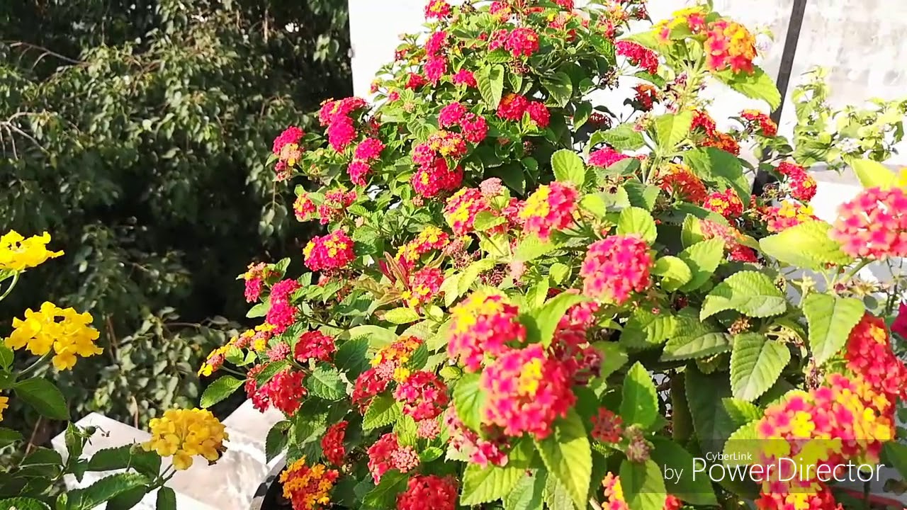 Lantana ko Winters mein kese Grow kare