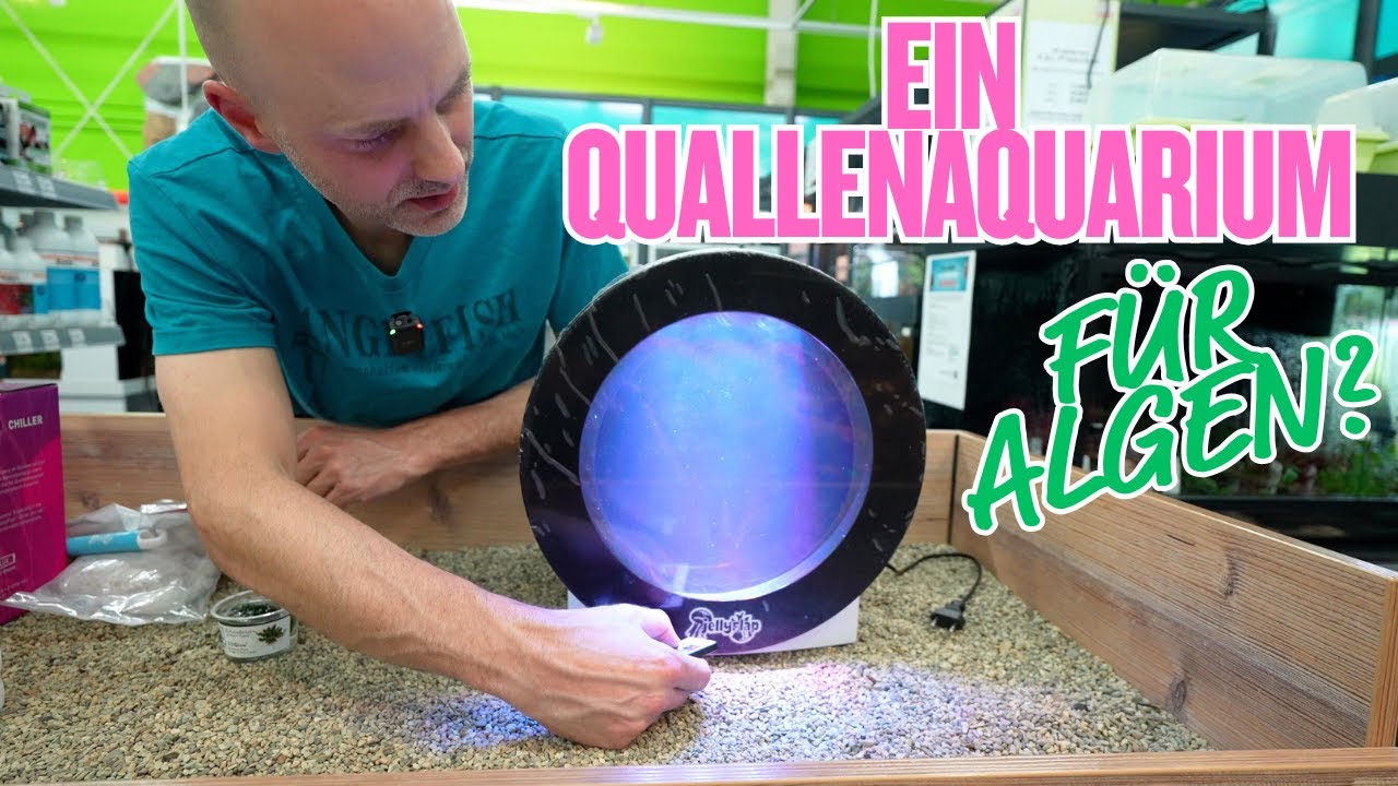 Schöner Blödsinn? – Marimos im Quallenaquarium!