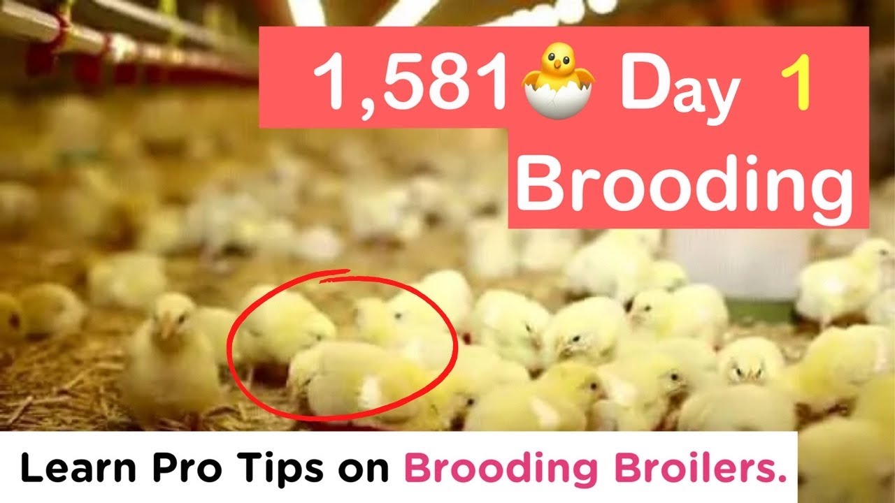 Broiler Chicken Poultry Farming - How To Brood Day Old Chicks🐣