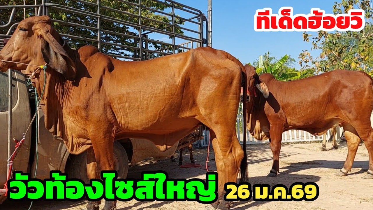 วัวท้องไซส์ใหญ่ ฮ้อยวิคัดเข้ามาใหม่ ถูกใจแน่นอน ทั้งวัวท้องวัวแม่ลูก คนชอบของใหญ่ไม่ควรพลาด 26/1/69 