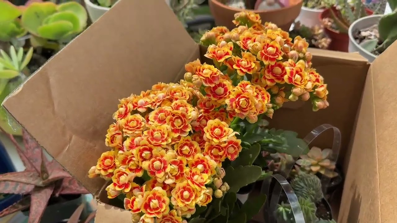 Приходите со мной в Home Depot за суккулентами и кактусами!