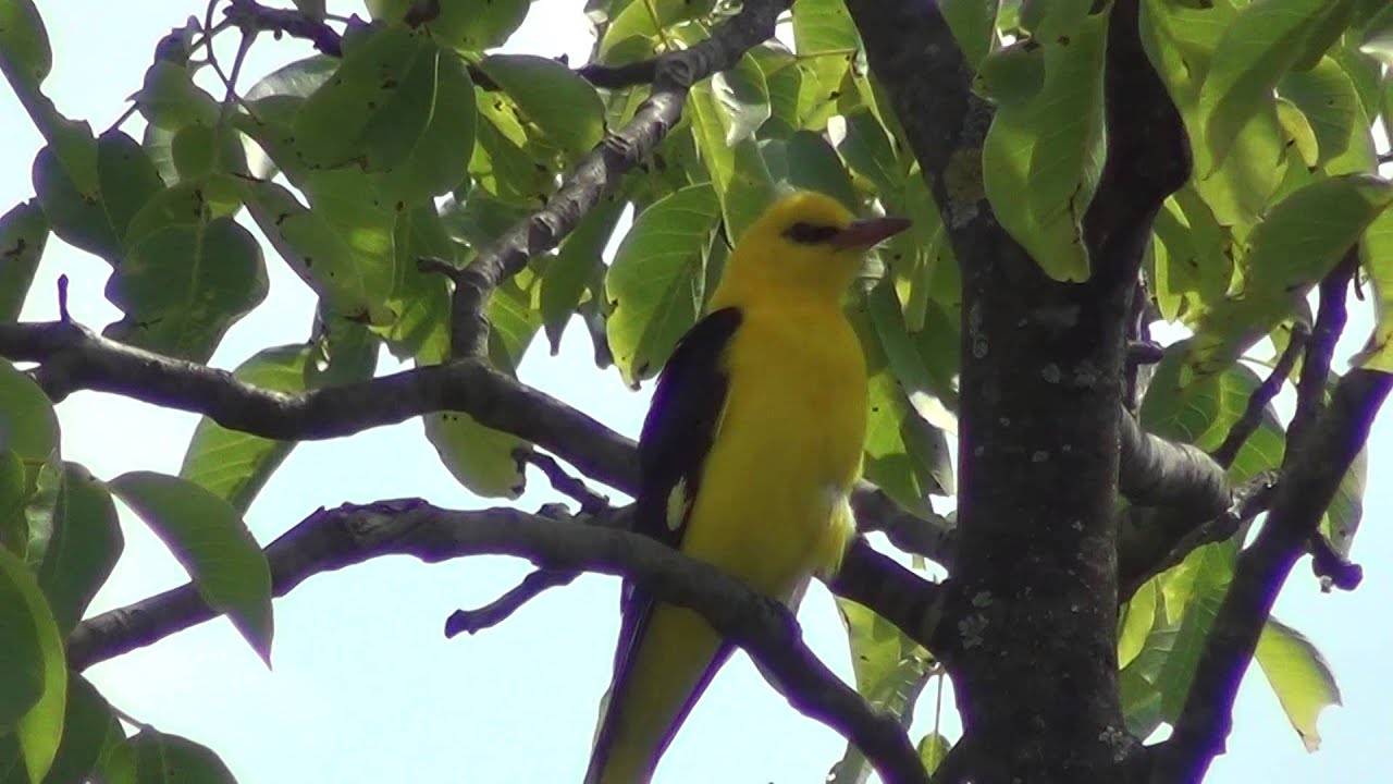 golden oriole bird singing in my garden  / pasarea grangur -el- din gradina mea
