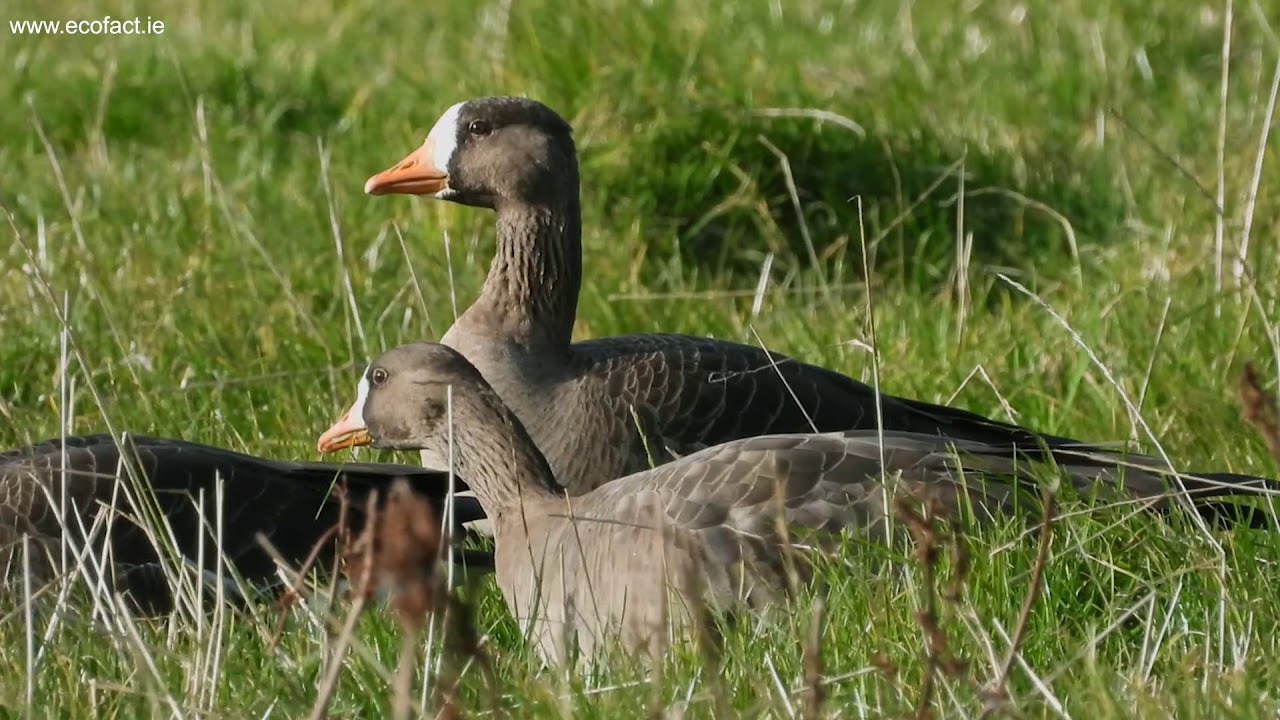 Greenland White-fronted Geese on the Wexford Slobs