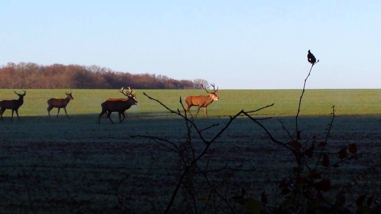 Harde cerf et biche en forêt de châteauneuf en thymerais