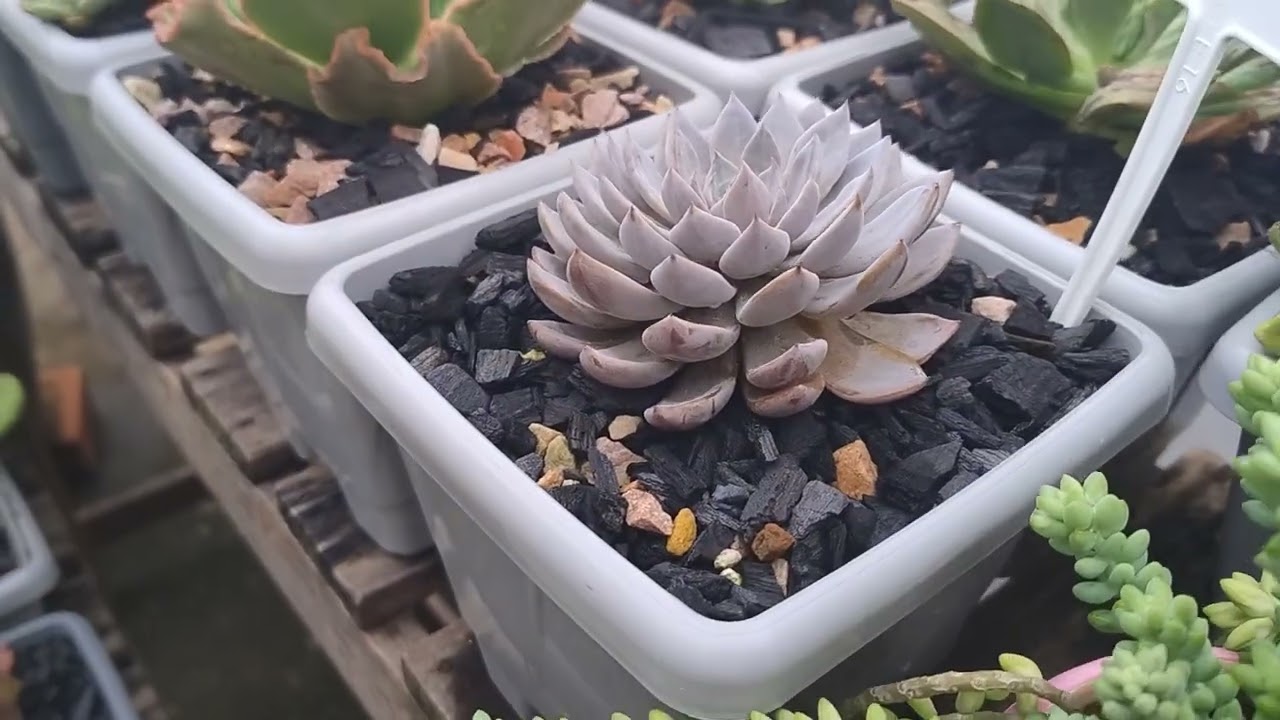 Como esta minhas suculentas na chuva. #suculentas#chuva#