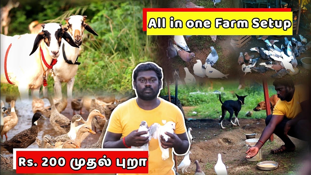 🕊️🔥நடு காட்டுக்குள்ள  அழகான  