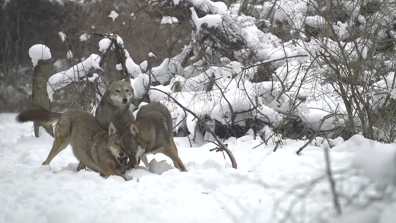 Frisky Red Wolves Romp Around in the Snow