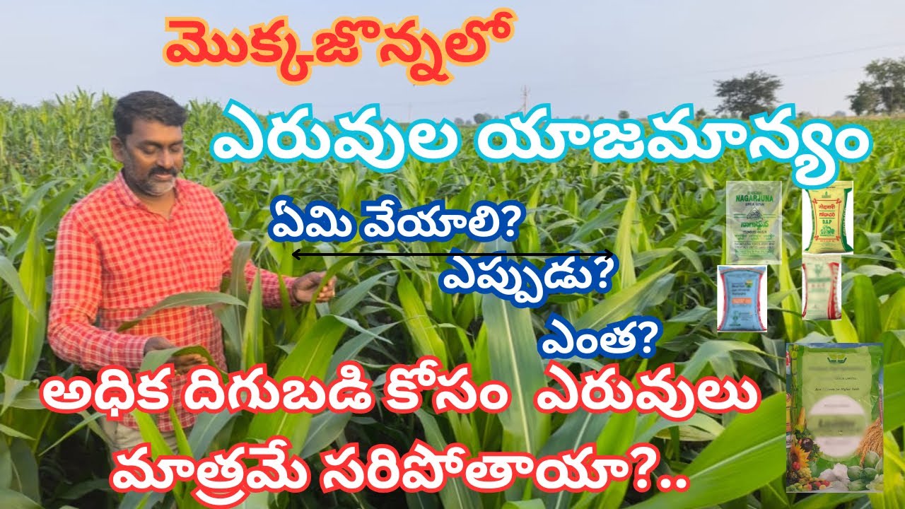 #మొక్కజొన్నలో ఎరువుల యాజమాన్యం. #ఏమి వేయాలి? #ఎప్పుడు? #అధికదిగుబడి కోసం #ఎరువులు మాత్రమే సరిపోతాయా?