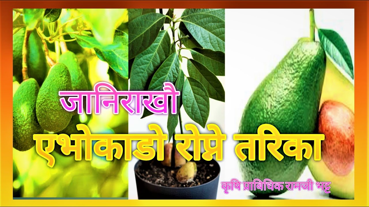 एभोकाडोको बिरुवा रोप्ने तरिका,  How to plant avocado seedlings ,कृषि प्राबिधिक रामजी भट्ट