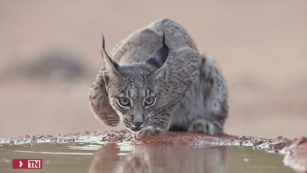 El lince ib&eacute;rico ya no est&aacute; en peligro de extinci&oacute;n
