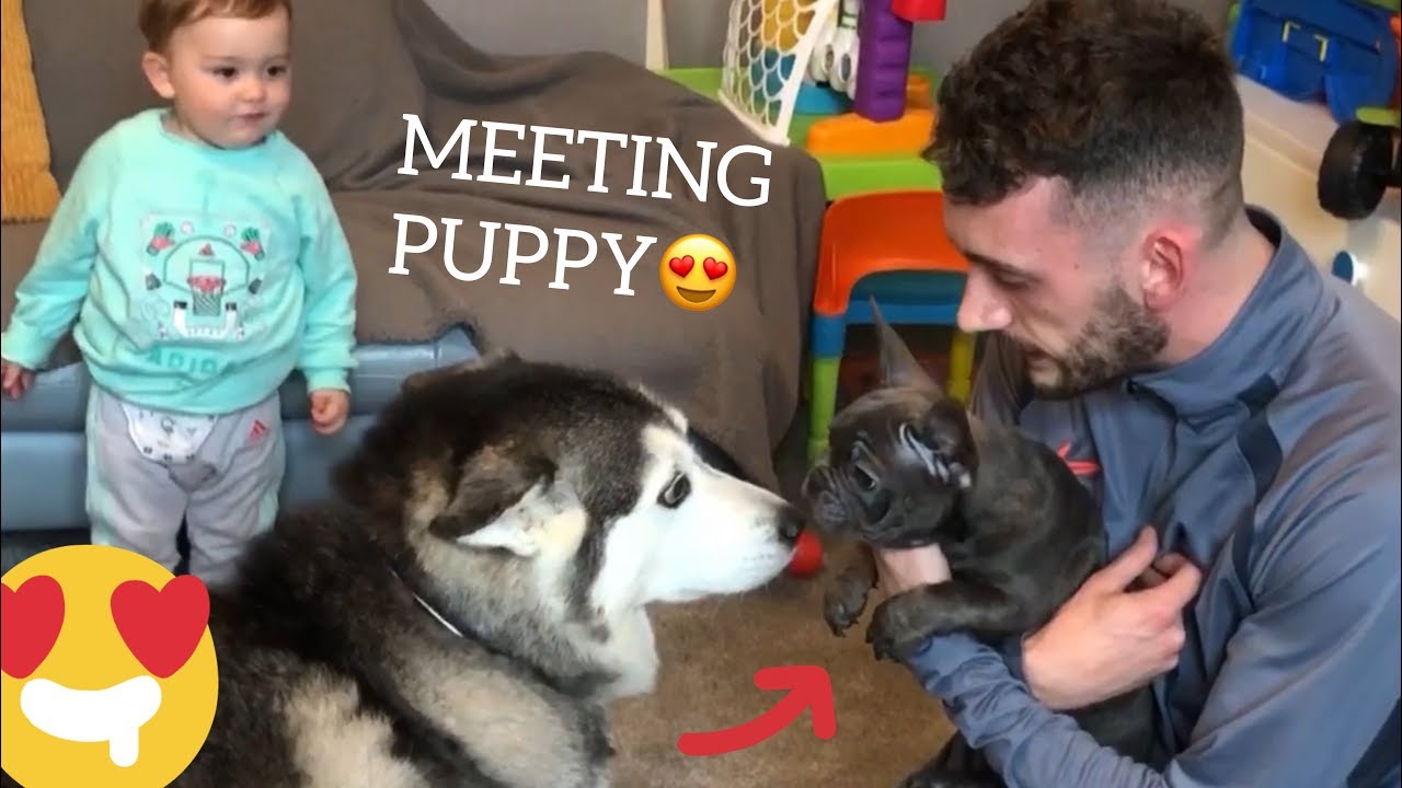 HUSKY MEETS NEW PUPPY!! [THE CUTEST!!!!]