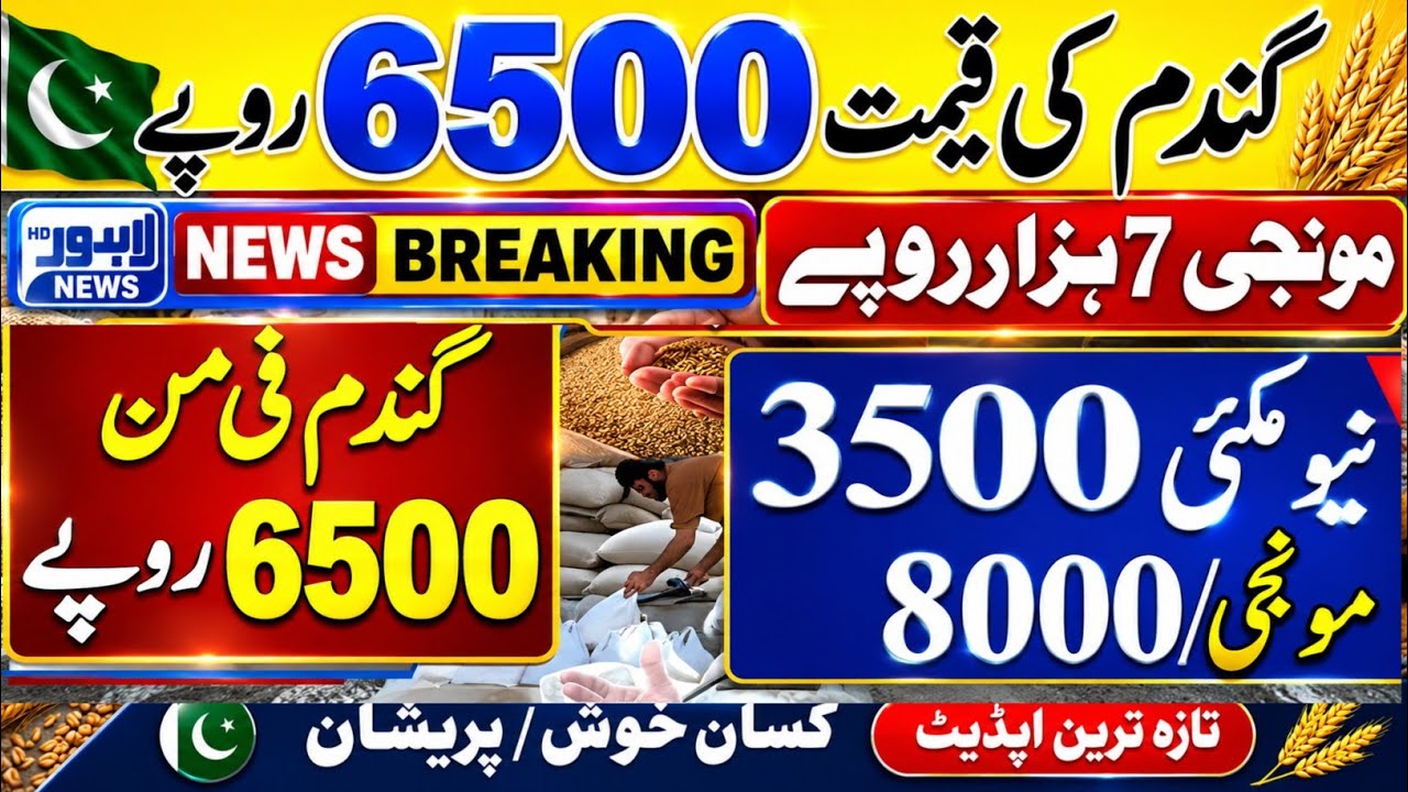 Today Wheat price in punjab//گندم کا ریٹ2026/munji makki till sarso/Galla mandi rate today 2026