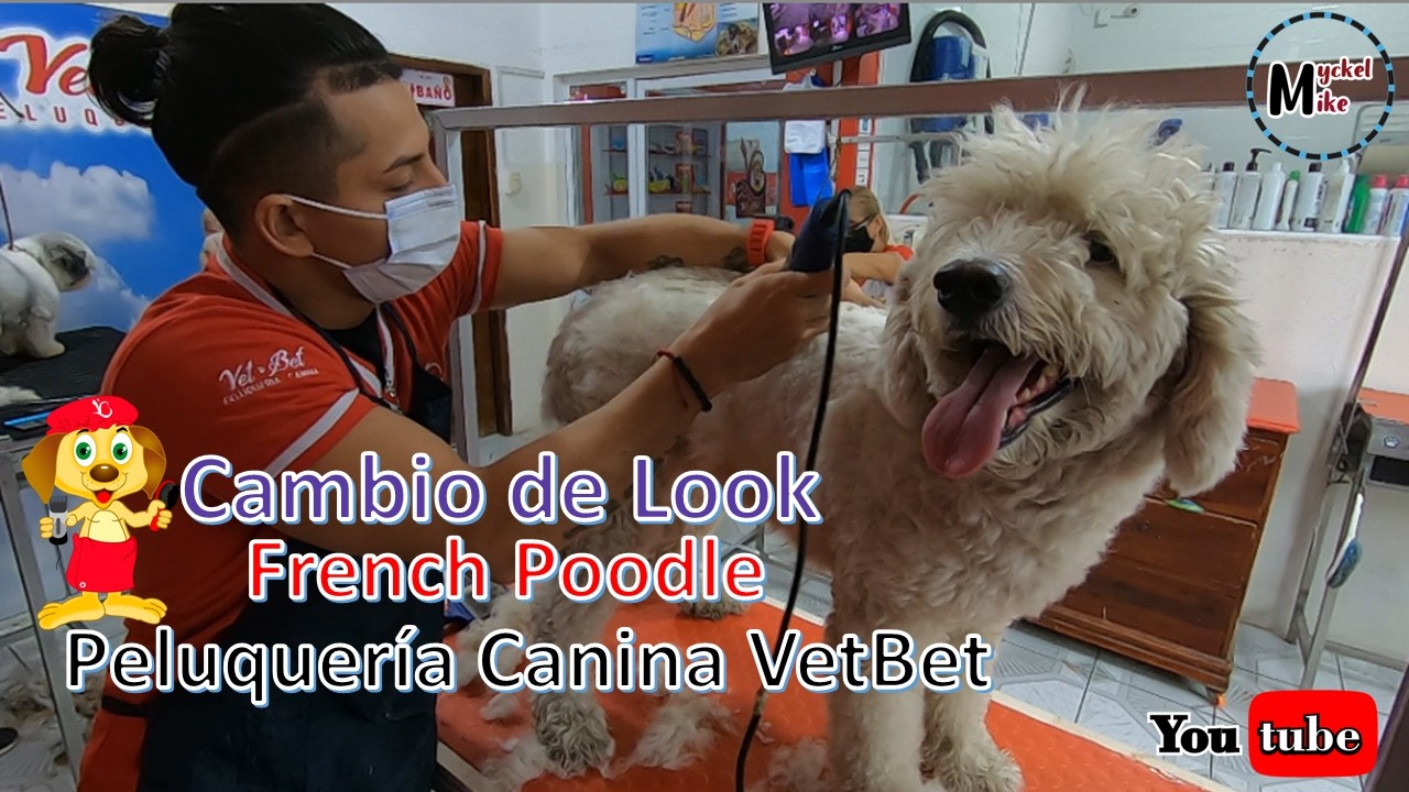 Visitando una Peluqueria Canina 🐩🐕🐕‍🦺  -  Ecuatoriano Aventurero