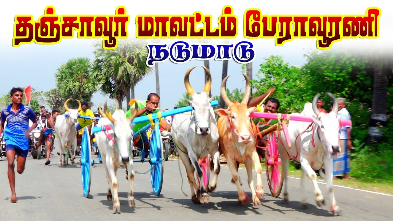 பேராவூரணி மாட்டுவண்டி பந்தயம் தஞ்சாவூர் மாவட்டம் 27.01.2023#reklarace_2022 #rekla #trending
