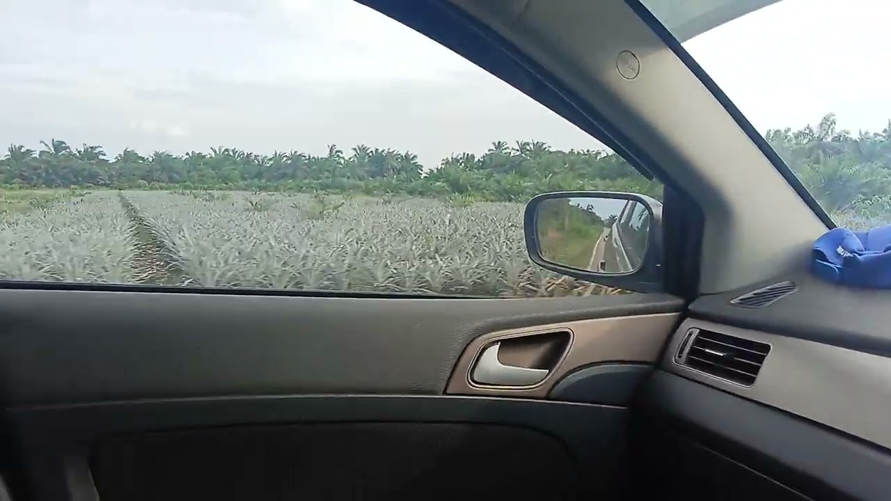 মালয়েশিয়ার গ্রাম অঞ্চল পাম বাগান এর দৃশ্য জহুর প্রদেশের বুকিত বাতু এরিয়া।  🇧🇩🫰🇲🇾
