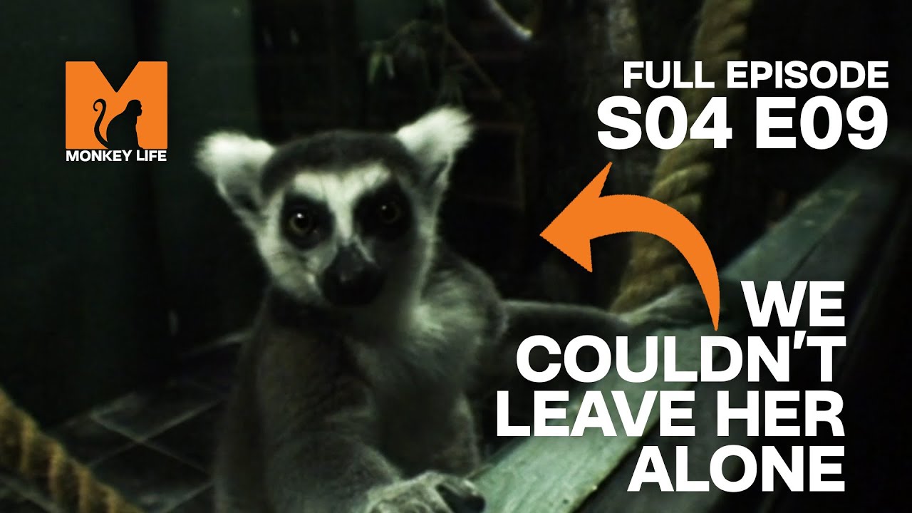 Hand Reared Lemur | Season 4 Episode 9 | Full Episode | Monkey Life