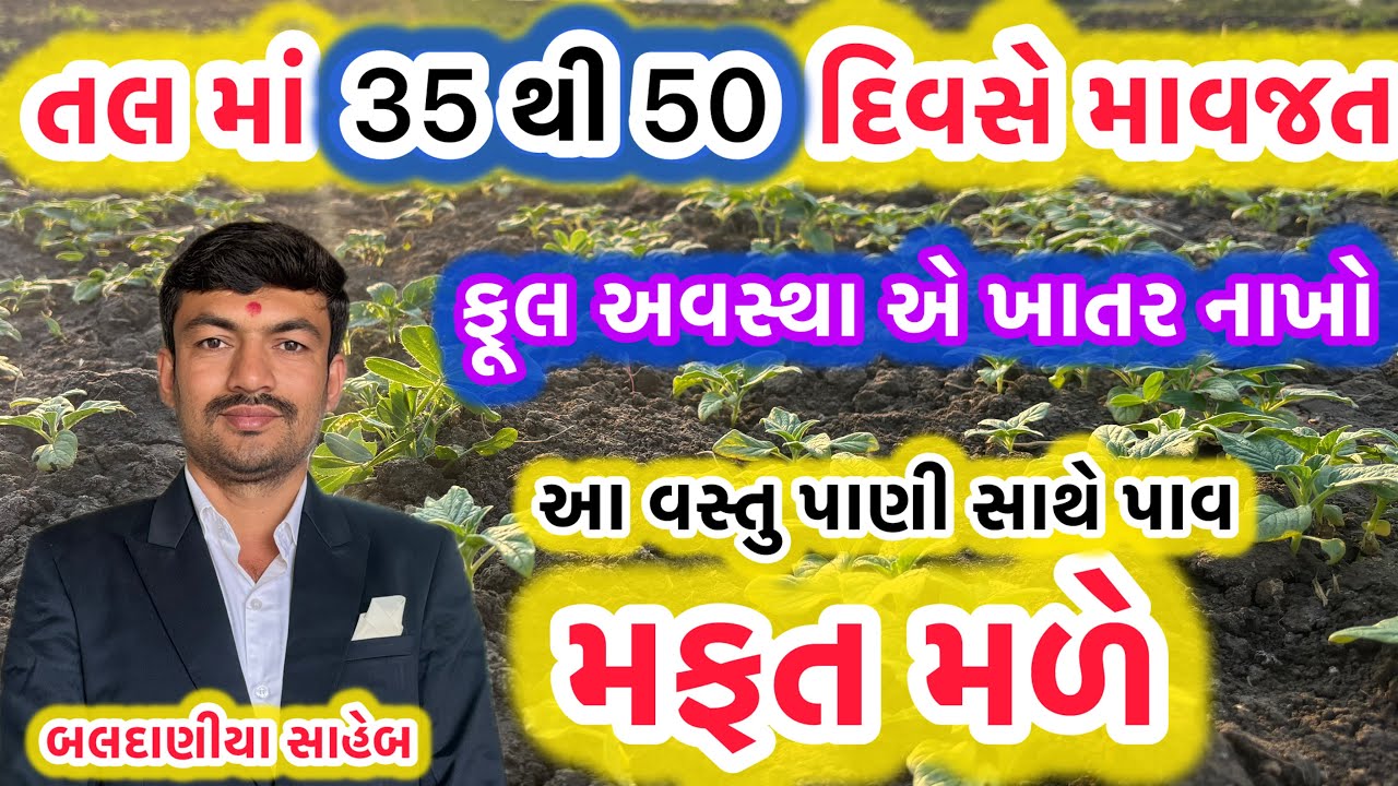 તલ મા ફૂલ અવસ્થાએ કયુ ખાતર આપવું અને કેવી માવજત કરવા થી વધારે ઉત્પાદન મેળવી શકાય @MANISHBALDANIYA